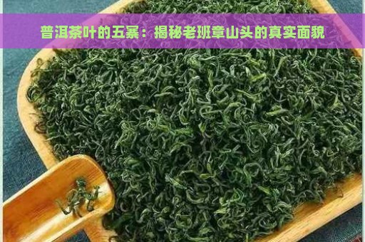 普洱茶叶的五寨：揭秘老班章山头的真实面貌