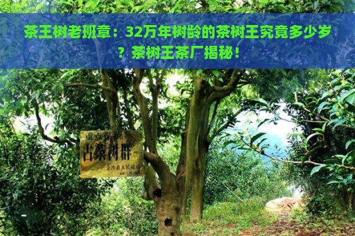 茶王树老班章：32万年树龄的茶树王究竟多少岁？茶树王茶厂揭秘！