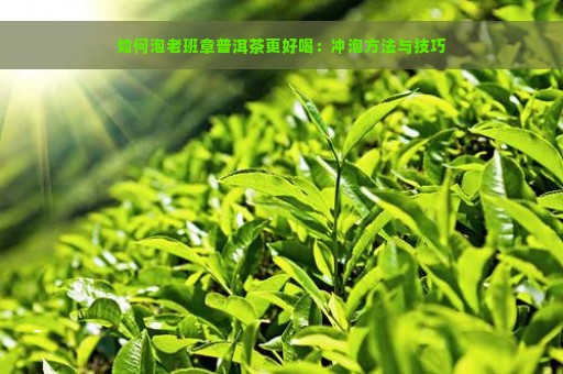 如何泡老班章普洱茶更好喝：冲泡方法与技巧