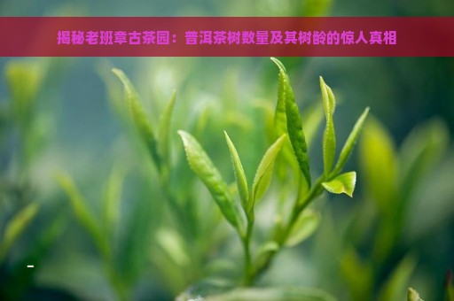 揭秘老班章古茶园：普洱茶树数量及其树龄的惊人真相