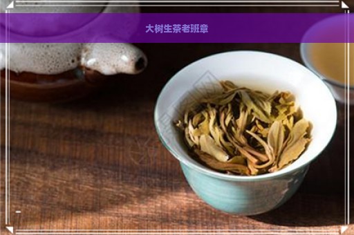 大树生茶老班章