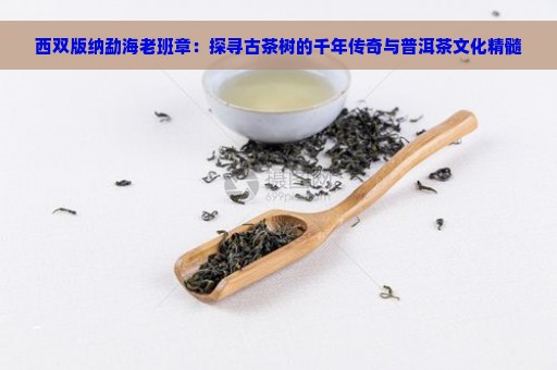 西双版纳勐海老班章：探寻古茶树的千年传奇与普洱茶文化精髓