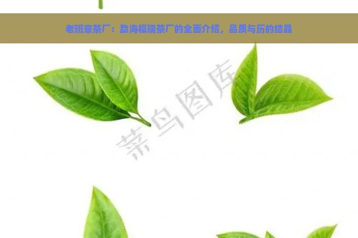 老班章茶厂：勐海福瑞茶厂的全面介绍，品质与历的结晶