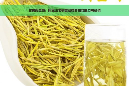 古树班章茶：阿里山老树普洱茶的独特魅力与价值