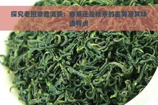 探究老班章普洱茶：春茶还是秋茶的差异及其味道特点