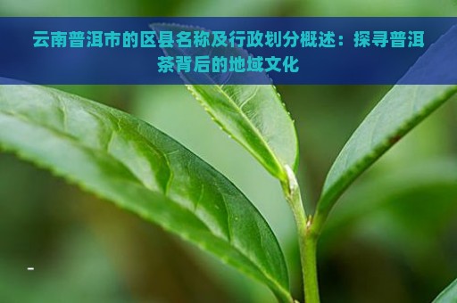 云南普洱市的区县名称及行政划分概述：探寻普洱茶背后的地域文化