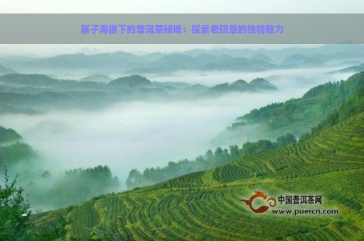 寨子海拔下的普洱茶秘境：探索老班章的独特魅力