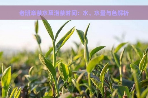 老班章茶水及泡茶时间：水、水量与色解析