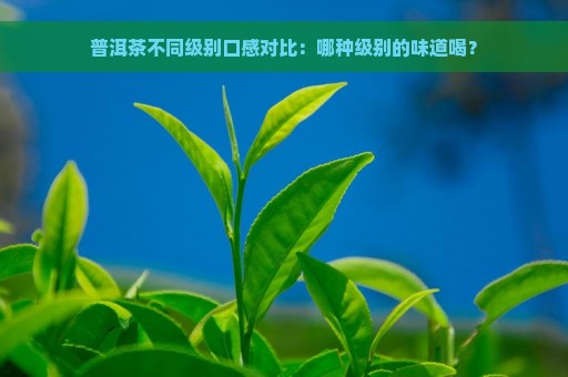 普洱茶不同级别口感对比：哪种级别的味道喝？