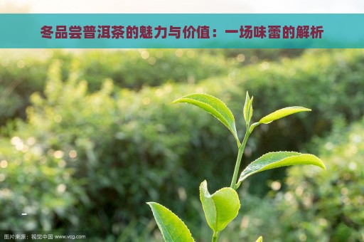 冬品尝普洱茶的魅力与价值：一场味蕾的解析