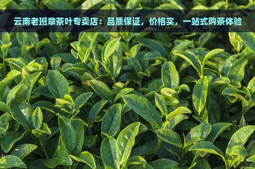 云南老班章茶叶专卖店：品质保证，价格实，一站式购茶体验