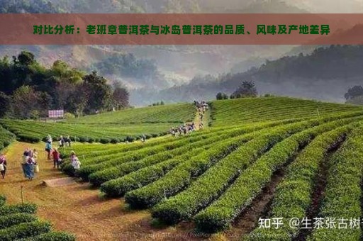 对比分析：老班章普洱茶与冰岛普洱茶的品质、风味及产地差异