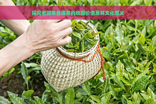 探究老班章普洱茶的收藏价值及其文化意义