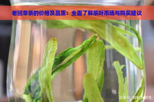 老班章茶的价格及品质：全面了解茶叶市场与购买建议