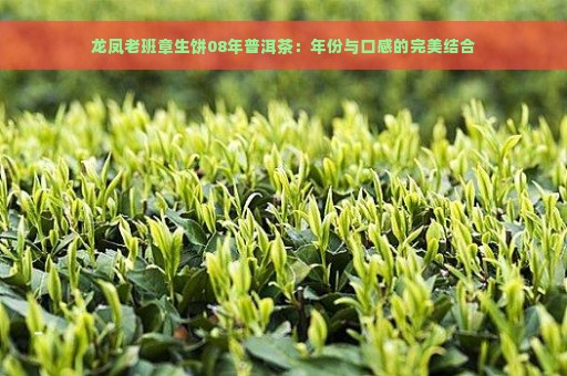 龙凤老班章生饼08年普洱茶：年份与口感的完美结合