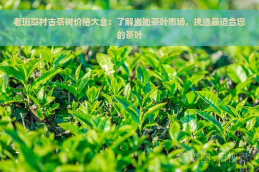 老班章村古茶树价格大全：了解当地茶叶市场，挑选最适合您的茶叶