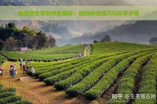 老班章生茶制作全解析：独特冲泡技巧与科学步骤