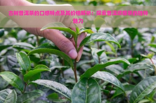 古树普洱茶的口感特点及其价格解析：探索普洱坝糯茶的独特魅力