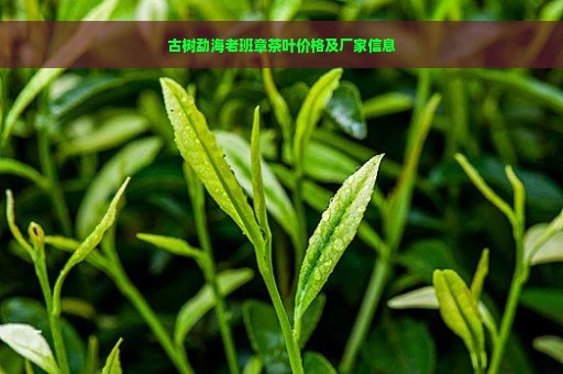 古树勐海老班章茶叶价格及厂家信息