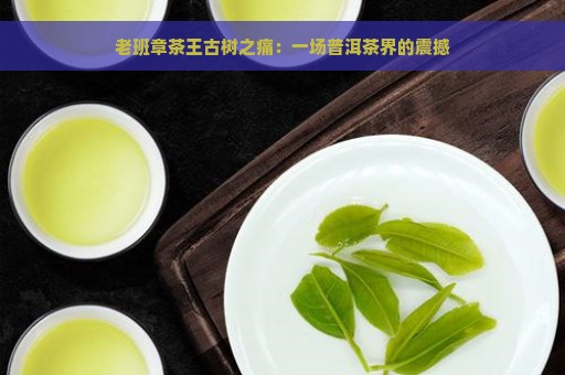 老班章茶王古树之痛：一场普洱茶界的震撼