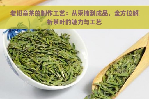 老班章茶的制作工艺：从采摘到成品，全方位解析茶叶的魅力与工艺