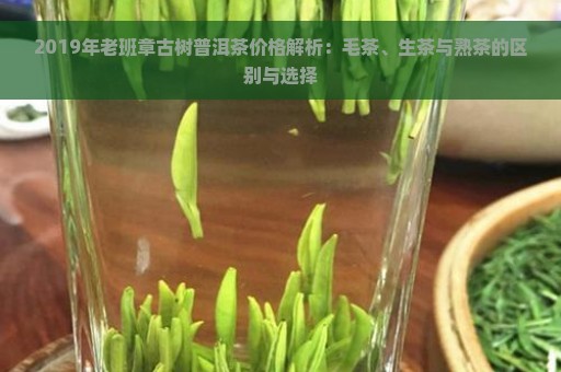 2019年老班章古树普洱茶价格解析：毛茶、生茶与熟茶的区别与选择