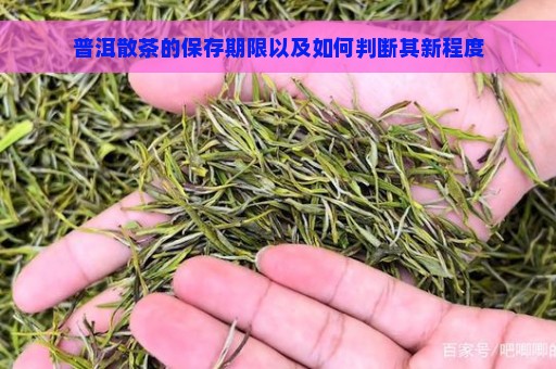 普洱散茶的保存期限以及如何判断其新程度