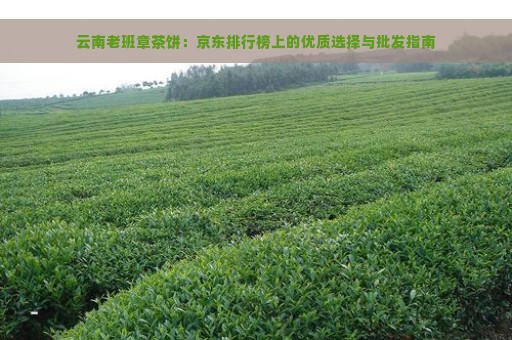 云南老班章茶饼：京东排行榜上的优质选择与批发指南