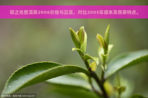 明之光普洱茶2006价格与品质，对比2005年版本及熟茶特点。