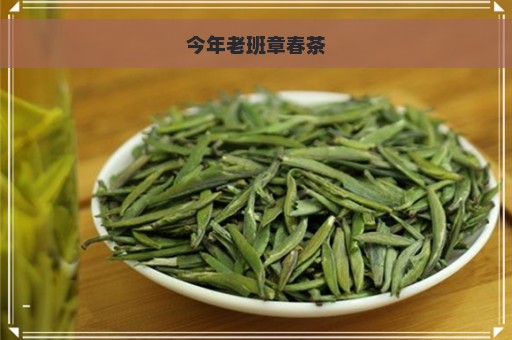 今年老班章春茶