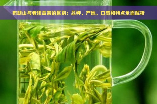 布朗山与老班章茶的区别：品种、产地、口感和特点全面解析