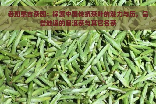 老班章古茶园：探索中国传统茶叶的魅力与历，品尝地道的普洱茶与其它名茶