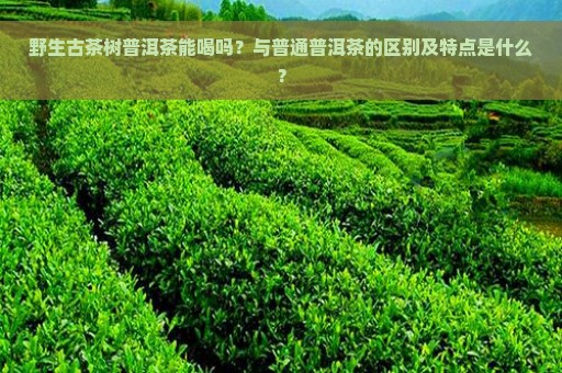 野生古茶树普洱茶能喝吗？与普通普洱茶的区别及特点是什么？