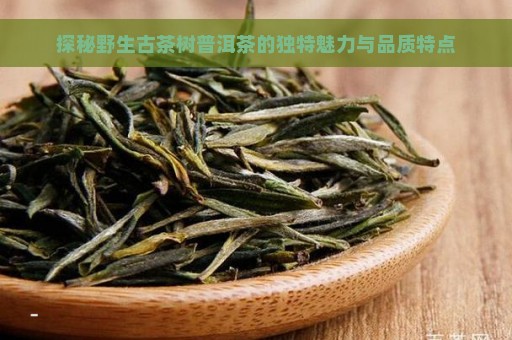 探秘野生古茶树普洱茶的独特魅力与品质特点