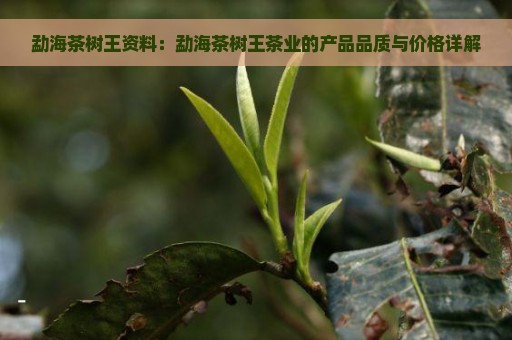 勐海茶树王资料：勐海茶树王茶业的产品品质与价格详解