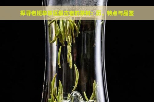 探寻老班章茶区最古老的茶树：历、特点与品鉴