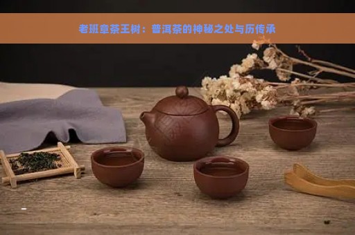 老班章茶王树：普洱茶的神秘之处与历传承