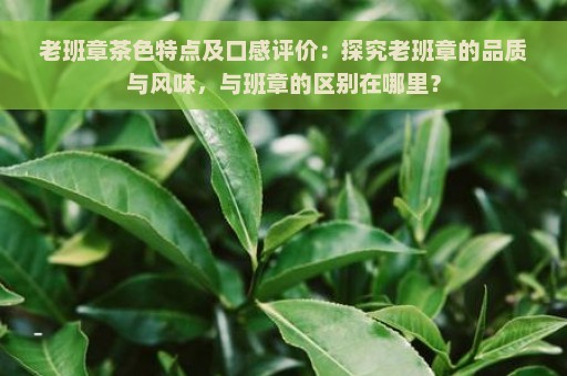 老班章茶色特点及口感评价：探究老班章的品质与风味，与班章的区别在哪里？