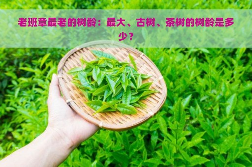 老班章最老的树龄：最大、古树、茶树的树龄是多少？