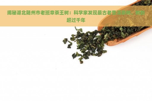 揭秘湖北随州市老班章茶王树：科学家发现最古老普洱茶树，树龄超过千年