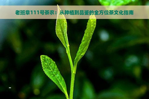 老班章111号茶农：从种植到品鉴的全方位茶文化指南