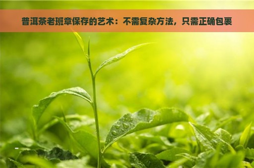 普洱茶老班章保存的艺术：不需复杂方法，只需正确包裹