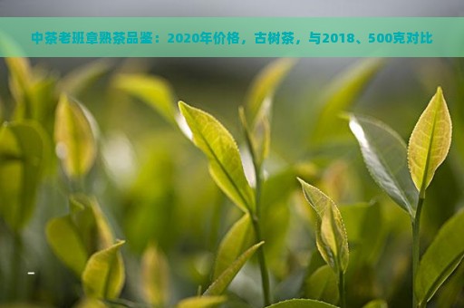 中茶老班章熟茶品鉴：2020年价格，古树茶，与2018、500克对比