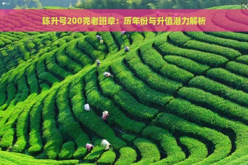 陈升号200克老班章：历年份与升值潜力解析