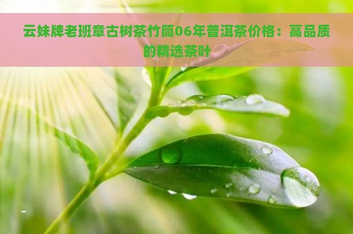 云妹牌老班章古树茶竹筒06年普洱茶价格：高品质的精选茶叶