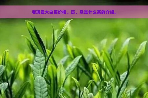 老班章大白菜价格、历、及是什么茶的介绍。