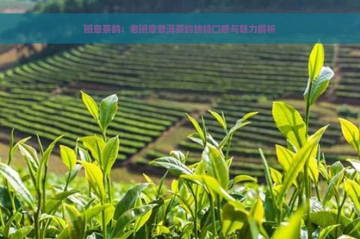 班章茶韵：老班章普洱茶的独特口感与魅力解析