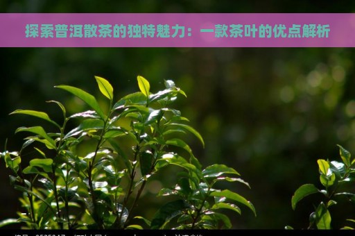 探索普洱散茶的独特魅力：一款茶叶的优点解析