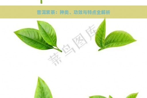 普洱紫茶：种类、功效与特点全解析