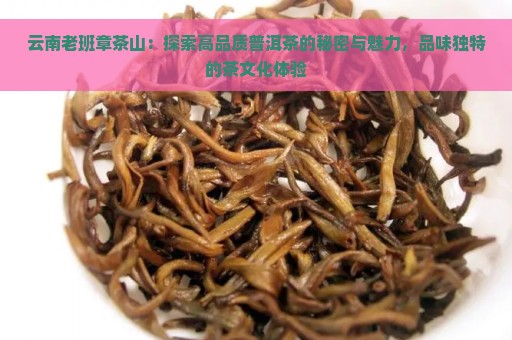 云南老班章茶山：探索高品质普洱茶的秘密与魅力，品味独特的茶文化体验